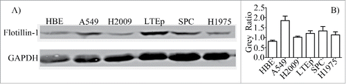 Figure 1. Flotillin-1 is upregulated in human LUAD cells. Western blotting analysis of flotillin-1 expression in human bronchial epithelial (HBE) cell and 5 different LUAD cell lines. GAPDH was used as a loading control. Flot-1 means flotillin-1. The levels of flotillin-1 in each cell were quantified and denoted as relative value [gray value of Flot-1/gray value of matched GAPDH] under immunoblotting data. The experiments were carried out 3 times.