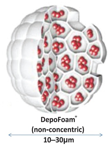 Figure 2 Cross-sectional diagram of DepoFoam containing bupivacaine.Image supplied courtesy of Pacira Pharmaceuticals, Inc, 5 Sylvan Way, Parsippany, NJ 07054.