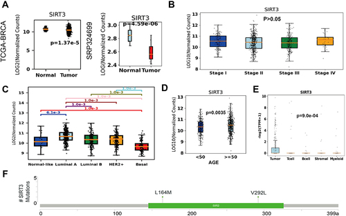 Figure 3 Expression and mutations profile of SIRT3 in breast cancer. (A) Boxplot of SIRT3 expression in TCGA-BRCA and SRP324699 cohorts. (B) Boxplot of SIRT3 expression in clinical stage I, II, III, and IV. No significant difference was found among stages. (C) Boxplot of SIRT3 expression in molecular subtype normal-like, Luminal A, Luminal B, HER2 and Basal. (D) Boxplot of SIRT3 expression in age groups, <50 and ≥50 years. (E) Expression of SIRT3 according to tumor, T, B, stromal, and myeloid cells in the single-cell RNA-seq dataset (GSE75688). (F) The lollipop plot of mutations of SIRT3 in the TCGA-BRCA cohort from cBioPortal.