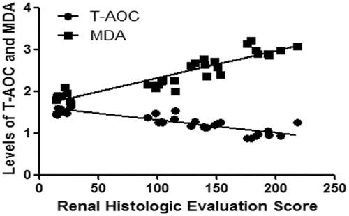 Figure 4. Correlation analysis between T-AOC and MDA levels with renal histologic evaluation score.