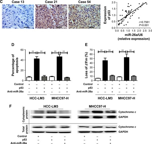 Figure 5 p53 induced the mitochondrial apoptosis by activating the promoter activity of miR-26a in HCC cells.