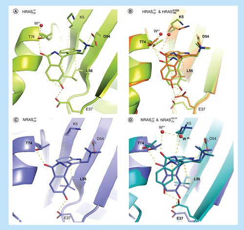 Figure 9. Differences in binding of 18 in active and inactive RAS forms.Comparison of the binding modes of 18 to (A) inactive HRASwt (6ZI3) and (B) inactive HRASwt (6ZI3) overlayed with active HRASG12D (6ZJ0) showing the adapted binding mode in the switch I/II pocket. (C) Shows the binding mode of 18 in inactive NRASwt (6ZL3) and (D) the overlay of inactive NRASwt (6ZL3) with active NRASQ61R (6ZIZ), again showing an adapted binding mode with E37 moving 2.5–3 Å.