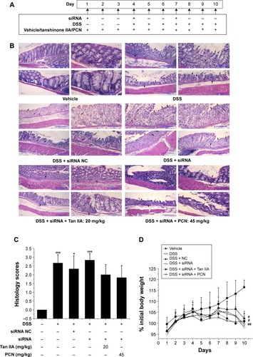 Figure 8 Clinical assessment of dextran sulfate sodium (DSS)-induced inflammatory bowel disease (IBD) in vehicle-, DSS-, siRNA-, siRNA NC-, Tan IIA-, and PCN-treated PXR lacking mouse model.