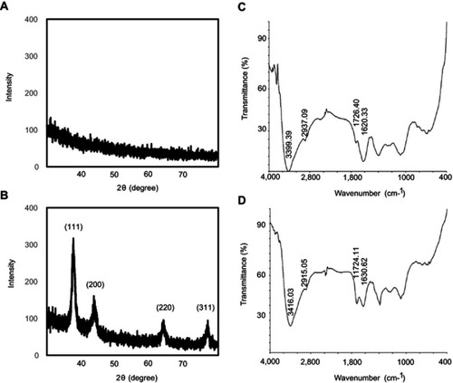 Figure 3 XRD and FT-IR spectra of ES-GNs. XRD patterns of ES extract (A) and synthesized ES-GNs (B). FT-IR spectra of ES extract (C) and synthesized ES-GNs (D).Abbreviations: XRD, X-ray diffraction; FT-IR, Fourier transform-infrared spectroscopy.