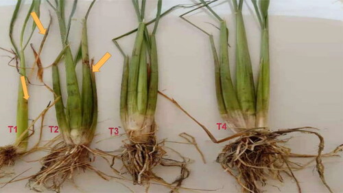 Figure 6. An illustration of effects of strain TA-47 on rice growth under greenhouse conditions. (T1) Treated with M. grisea. Results showed that, there was poor growth of the plant, the plant size, the root length and the number of tillers were reduced. Symptoms of infection appeared. (T2) treated with M. grisea and strain TA-47., Strain TA-47 showed positive impact on the rice plant, though some symptoms of the infection occurred. The height of plant, the root length and the number of tillers were increased. (T3) Ck (check), control plants, there was no treatment. No symptoms of disease occurred and growth was normal. (T4) Plant treated with strain TA-47. Results showed a positive impact of the strain on the growth of the rice plants. The height of the plant, the root length and the number of tillers were increased. Note: Blue arrows point to the symptoms of infection.