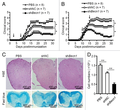 Figure 2. Knockdown of Becn1 improves the therapeutic effects of MSCs on EAE. (A and B) Clinical scores of EAE mice intravenously treated with PBS (n = 8 mice per group), shNC-MSCs (n = 7 mice per group), or shBecn1-MSCs (n = 7 mice per group) for the preventive protocol (A) and therapeutic protocol (B) after immunization on the d as indicated by the arrow; 5 × 105 cells per mouse each time. Data are shown as mean ± SEM from one out of 3 independent experiments. (C) EAE mice were treated with PBS, shNC-MSCs or shBecn1-MSCs for therapeutic the protocol and euthanized on d 15. Representative spinal cord sections from these mice were stained with H&E or luxol fast blue. (D) Central nervous system-infiltrated mononuclear cells were isolated and counted from PBS (n = 6 mice per group), shNC-MSC (n = 6 mice per group), or shBecn1-MSC (n = 6 mice per group) treated EAE mice on d 15. Data are shown as mean ± SEM from 3 independent experiments. *P < 0.05, **P < 0.01.