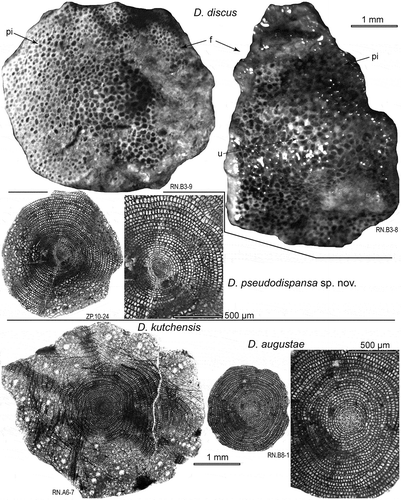 Figure 11. External test features of Discocyclina discus, and equatorial sections of microspheric forms of D. pseudodispansa sp. nov., D. kutchensis and D. augustae from the Drazinda Formation. pi: piles, u: umbo, f: flange.