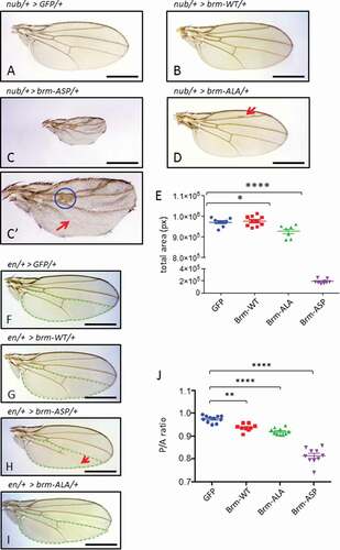 Figure 2. Expression of CDK phosphorylation-site brm mutants affects wing development