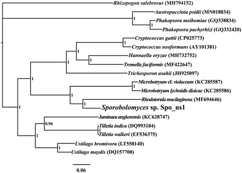 Figure 1. Bayesian phylogenetic analysis of 18 species based on the combined 14 core protein-coding genes. Accession numbers of mitochondrial sequences used in the phylogenetic analysis are listed in brackets after species.