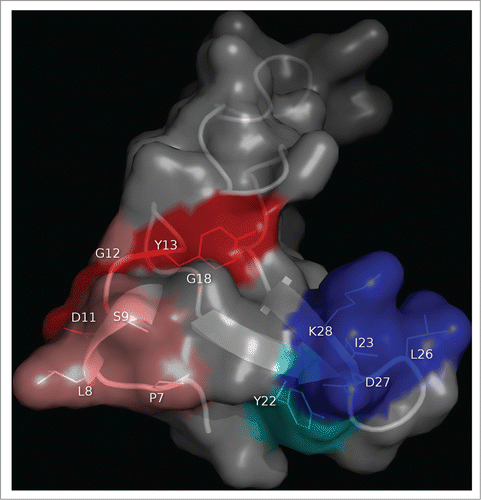 Figure 3. Clusters of residues identified by combinatorial mutagenesis as the epitopes recognized by 2 monoclonal antibodies against EGF. The antigen (PDB code 1IVO_C) is represented as a cartoon with semi-transparent surface. Residues recurrently found among EGF mutated variants selected from libraries on CB-EGF.1 or CB-EGF.2 mAbs were considered to contribute to the formation of each epitope. The corresponding side chains are represented with lines and colored as described below. A closer examination of their relative abundances allowed the subsequent classification of relevant residues as functional contributors/major functional contributors. Residues belonging to each of these categories are highlighted in salmon/red (for CB-EGF.1 mAb) and cyan/blue (in the case of CB-EGF.2). The figure was generated with Pymol.