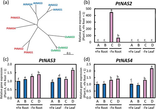Figure 7. Relative expression levels of PtNASs based on real-time RT-PCR. (a) Phylogenetic tree of PtNASs. An unrooted phylogenetic tree of the NAS family from rice (OsNAS1‒3), Arabidopsis (AtNAS1‒4), and poplar (PtNAS1‒4). Homologues of PtNAS were searched and a phylogenetic tree was obtained using DNASIS Pro software (Hitachi Solutions, Ltd. Tokyo, Japan). Accession numbers of the amino acid sequences used to construct this phylogenetic tree are shown in Supplemental Table 1. (b) PtNAS2, (c) PtNAS3, and (d) PtNAS4 expression in roots or fifth newest leaves of Fe-sufficient and Fe-deficient poplar plants grown in hydroponic culture 10 days after treatment (second cultivation). Error bar shows the technical error, SE; n = 3. Data were normalized to the observed expression levels of PtTIF5α and displayed as relative gene expression (plant A, +Fe root = 1). Values followed by different letters differed significantly according to Student’s t-test (P < 0.05). Alphabets (A, B, C, D) shown under graphs indicate plant ID of an individual poplar plant in second hydroponic cultivation.