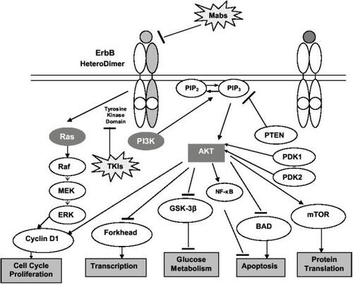 Figure 1 The epidermal growth factor receptor pathway. Signaling through the epidermal growth factor receptor initiates a cascade intracellular cell signaling events which result in proliferation, angiogenesis and cell survival.