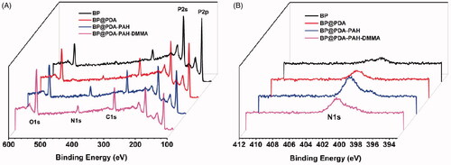 Figure 3. XPS spectra of BP NSs, BP@PDA, BP@PDA-PAH, and BP@PDA-PAH-DMMA: (A) Survey spectrum and (B) N1s spectrum.