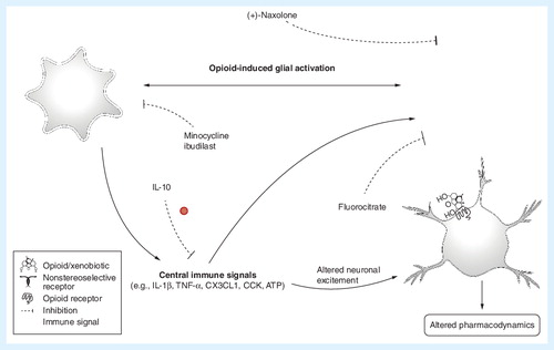 Figure 2. Opioid-induced central immune signaling.CCK: Cholecystokinin.