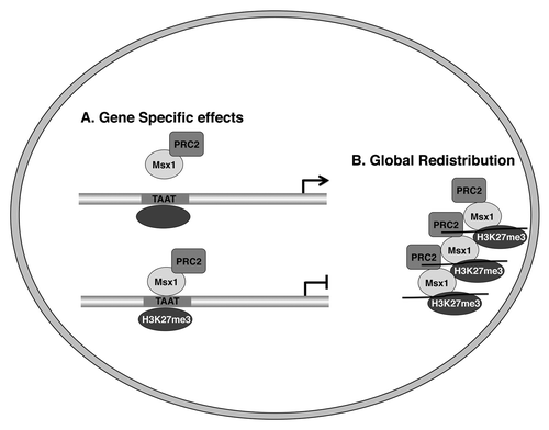 Figure 2. Msx1 redistributes the PRC2 complex and H3K27me3 marks to target genes. (A) Gene specific effects. (B) Global redistribution.