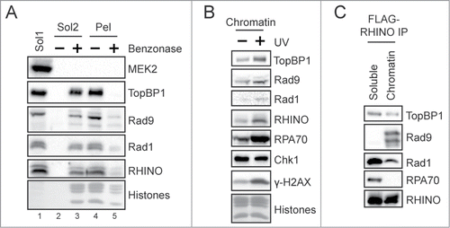 Figure 4. RHINO associates with chromatin. (A) FLAG-RHINO-expressing Flp-In T-REx 293 cells were fractionated to yield a Triton-soluble fraction (Sol1). The chromatin pellet was then incubated or not with Benzonase to separate soluble DNA/nucleic acid-bound proteins (Sol2) from insoluble material (Pel). Fractions from equivalent numbers of cells were examined by immunoblotting with antibodies against the indicated proteins. Core histones were visualized by staining the membrane with Ponceau S. (B) FLAG-RHINO-expressing cells were exposed to UV in the presence of HU/AraC to block gap filling DNA synthesis, and then the chromatin fraction of the cells were examined by immunoblotting. (C) The Triton-soluble and chromatin fraction of FLAG-RHINO-expressing cells were subjected to anti-FLAG immunoprecipitation and then examined by immunoblotting.