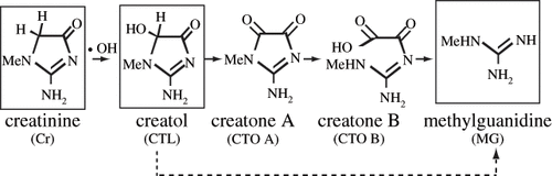 Figure 1. Non-enzymatic oxidation of creatinine (Cr) into creatol (CTL) and its related metabolites in humans. The endogenous compounds shown in the squares are detectable in human serum and urine.