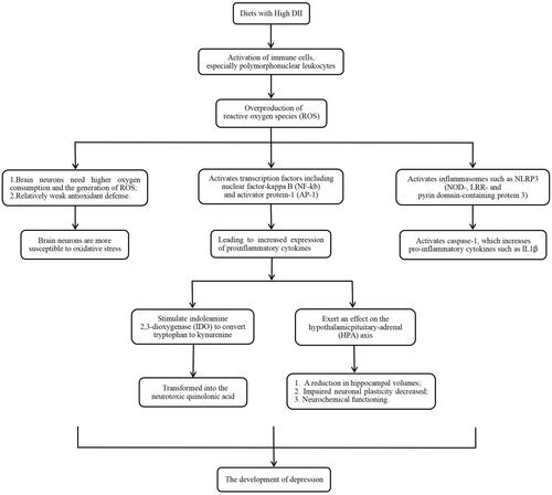 Figure 1 The possible main mechanism of dietary inflammatory index and depression.