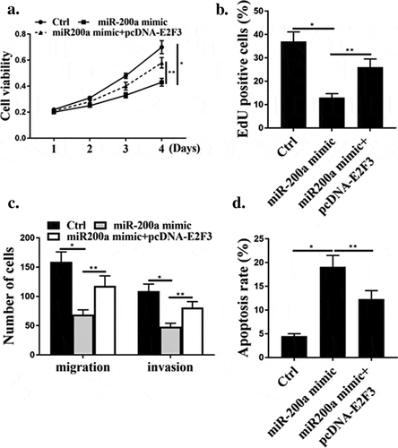 Figure 5. E2 F3 mediated the effect of miR-200a on cell growth. (a). MTT measured cell viability. (b). Edu measured cell proliferation. (c). transwell measured cell migration and invasion. (d). Flow cytometry to determine apoptosis. N = 3, * p < 0.01, ** p < 0.05