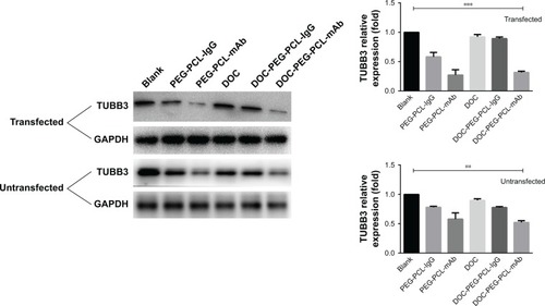 Figure 8 DOC-PEG-PCL-mAb NPs influence microtubule dynamics.Notes: An evident reduction of TUBB3 expression was observed after treatment in the mAb-labeled NPs groups compared with other groups. ***P<0.005 and **P<0.01 were considered significant.Abbreviations: DOC, docetaxel; GAPDH, glyceraldehyde-3-phosphate dehydrogenase; IgG, immunoglobulin G; mAb, monoclonal antibody; NP, nanoparticle; PEG-PCL, poly (ethylene glycol)-poly (ε-caprolactone); TUBB3, tubulin beta-3k.