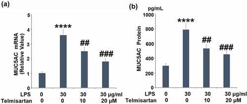 Figure 4. Telmisartan suppressed LPS-induced production of MUC5AC. Cells were challenged with LPS (30 μg/ml) with or without Telmisartan (10, and 20 μM) for 24 hours. (a). mRNA of MUC5AC normalized to vehicle group; (b). Production of MUC5AC (****, P < 0.0001 vs. vehicle group; ##, ###, P < 0.01, 0.001 vs. LPS group)
