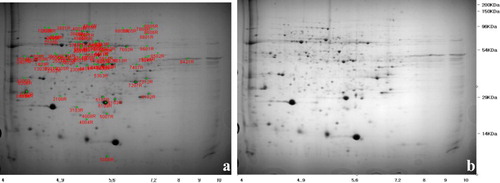 Figure 2. Comparison of 2DE profiles of crude protein extracts from fungal CF treated (a) and control (b) seedlings of G. littoralis. Image analysis showed difference in the intensity of 100 protein spots with mass range between 10 and 113 kDa. Fifty six spots with statistically significant difference were analyzed with MALDI-TOF MS for protein identification.