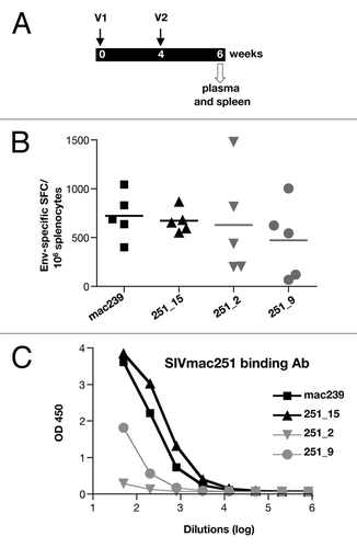 Figure 4. Immunogenicity of Env DNAs in mice. (A) Outline of vaccination study of BALB/c mice. Mice (n = 5/group) were vaccinated via the IM route (needle and syringe) at 0 and 4 weeks with SIV Env DNA formulated in PBS, and were sacrificed 2 weeks after the 2nd vaccination. Spleen and blood were analyzed. (B) Splenocytes were stimulated with an Env peptide pool (15-mer, 11 AA overlap) and the IFN-γ producing T cells were measured by ELISPOT assay. (C) The Env-specific binding antibodies titers were measured by ELISA using serial dilutions of pooled plasma samples.