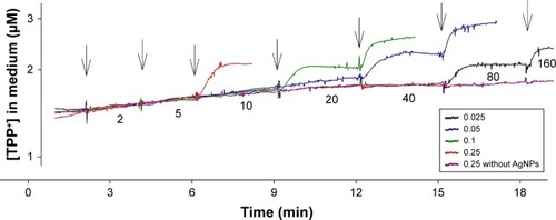 Figure 7 Effect of the oxidized AgNP on TPP+ accumulation by Escherichia coli cells.Notes: The experiments were performed at 37°C in 50 mM MOPS-Tris buffer, containing 0.1 mM EDTA, pH 8.0, the cells were added to OD 2. An amount of 1 mM solution of AgNP was made in KMnO4 solutions of concentrations from 0.025 to 0.25 mM to oxidize (dissolve) AgNP. A black arrows indicate the additions of AgNP containing KMnO4 solutions, whereas numbers between arrows indicate final AgNP concentrations in the bacterial suspension after the last AgNP addition. Colors of the curves indicate different concentrations of KMnO4 (mM) in 1 mM AgNP solution.Abbreviations: AgNP, silver nanoparticles; TPP+, tetraphenylphosphonium; MOPS-Tris, 3-(N-morpholino)propanesulfonic acid-(hydroxymethyl)aminomethane.