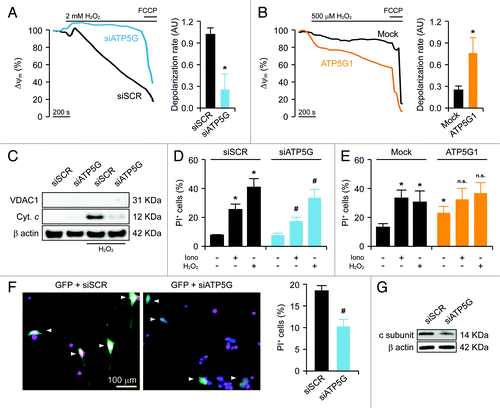 Figure 3. Impact of the c subunit of the FO ATP synthase on MPT-driven MOMP and cell death in HeLa cells and rat cortical neurons. (A and B) Human cervical carcinoma HeLa cells were either transfected with a control siRNA (siSCR) or a mix of siRNAs targeting ATP5G1, ATP5G2 and ATP5G3 (siATP5G) for 48 h (A) or, alternatively, subjected to mock transfection or transfected with a plasmid encoding MYC-tagged ATP5G1 for 24 h (B), labeled with tetramethylrhodamine methyl ester (TMRM), and treated with the indicated concentration of hydrogen peroxide (H2O2), followed by the fluorescence microscopy-assisted assessment of mitochondrial transmembrane potential (Δψm) over time. One μM carbonyl cyanide 4-(trifluoromethoxy)phenylhydrazone (FCCP) was employed at the end of the assay to check for residual mitochondrial polarization. Representative traces upon normalization to the initial TMRM signal and quantitative data illustrating the calcein quenching rate (means ± SEM, n = 4–20) are reported. *p < 0.05 (unpaired Student’s t-test), as compared with equally treated, siSCR- (A) or mock-transfected (B) cells. (C) HeLa cells transfected as in (A) were treated with 1 mM H2O2 for 24 h, followed by the purification of cytosolic fractions and the immunoblotting-assisted detection of cytosolic cytochrome c (Cyt c). Representative results are reported. β actin levels were monitored to ensure the equal loading of lanes, while the presence of voltage-dependent anion channel 1 (VDAC) was assessed as an indicator of the purity of fractions. (D and E) HeLa cells transfected as in (A) were maintained in control conditions or administered with 10 μM ionomycin (Iono) or 1 mM H2O2 for 3 h, cultured in drug-free conditions for further 24 h, then labeled with propidium iodide (PI). Quantitative data illustrating the percentage of PI+ (dead) cells (means ± SEM, n = 3–6) are reported. *p < 0.05 (unpaired Student’s t-test), as compared with untreated, siSCR- (D) or mock-transfected (E) cells. #p < 0.05 (unpaired Student’s t-test), n.s. = non-significant (unpaired Student’s t-test), as compared with equally treated, siSCR- (D) or mock-transfected (E) cells. (F) Cortical neurons isolated from newborn rats were co-transfected with a plasmid coding for GFP and either siSCR or siATP5G for 48 h, optionally exposed to 500 μM glutamate for 30 min, cultured in drug-free conditions for further 24 h and eventually labeled with PI. Representative images and quantitative data illustrating the percentage of PI+ cells among GFP+ cell populations receiving glutamate (means ± SEM) are reported. Arrowheads indicate GFP+ cells. #p < 0.05 (unpaired Student’s t-test), as compared with siSCR-transfected, glutamate-treated neurons. (G) Rat cortical neurons transfected as in (F) were processed for the immunoblotting-assisted detection of the FO c subunit. Representative results are reported (β actin levels were monitored to ensure equal lane loading).