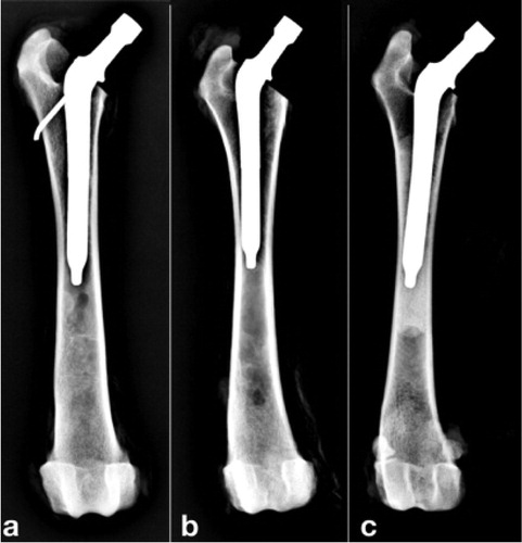 Figure 1. Post implantation cranio-caudal radiographs. (a) r-pfFS; (b) pfFS; (c) cFS.