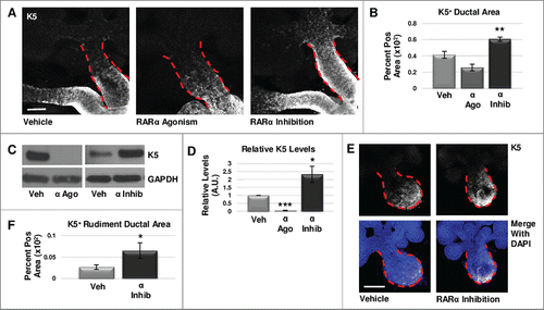 FIGURE 1. RARα negatively regulates K5+ salivary epithelial cells. (A) Whole explants cultured ex vivo for 72 hours with RARα (α ago) agonist show decreased expansion of K5+ cells in the main duct, while K5 extends beyond the primary duct relative to vehicle control (Veh) with RARα inhibition (α inhib) by ICC in single confocal sections. Ducts are outlined with red dotted line. Scale bar, 100 μm. (B) Quantification of K5+ area in the main duct normalized to the total main duct area indicates significantly increased K5+ with RARα inhibition. Veh n = 19, α ago n = 6, α inhib n = 15 explants. Statistical analysis completed using Student's two-tailed t-test. **p = 0.003, α ago p = 0.056. (C, D) E12.5 explants were cultured for 48 hours. Western blot and quantification of Western blot indicates significantly decreased levels of K5 with RARα agonism and significantly increased K5 levels with RARα inhibition as normalized to GAPDH levels. Mean represents three or more experiments with n ≥ 5 glands per condition. Statistical analysis completed using Student's two-tailed t-test. *p = 0.04, ***p<0.0001. (E, F) E12.5 epithelial rudiments were cultured for 48 hours. Quantification of the K5+ ductal area relative to total ductal area with RARα inhibition shows significantly increased K5+ area. Scale bar 100 μm. Veh n = 12, α inhib n = 11 explants. Statistical analysis completed using Student's two-tailed t-test. *p = 0.045.