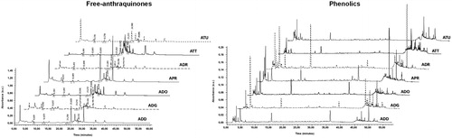 Figure 2. Chromatograms obtained for the free anthraquinones (left) and phenolics (right) pattern in Asphodeline extracts.