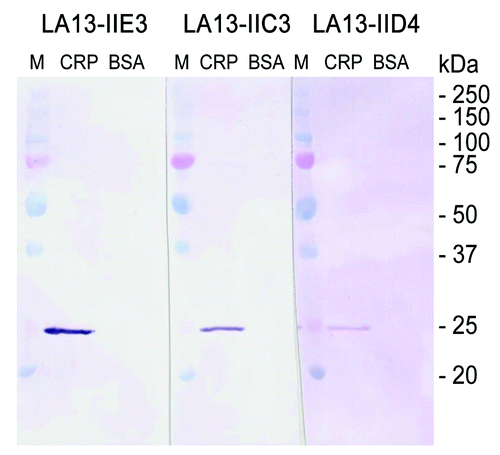 Figure 4. Immunoblot of CRP using scFv antibodies LA13-IIE3, LA13-IIC3 and LA13-IID4. CRP was prepared in SDS sample buffer (5 min, 98°C). A total of 150 ng CRP per lane was electrophoretically separated in a 12% (w/v) SDS polyacrylamide gel and transferred onto PVDF membrane. Immunostaining was performed with the CRP specific scFv antibodies LA13-IIE3, LA13-IID4, and LA13-IIC3 followed by the myc-tag specific mAb Myc1-9E10 and an AP conjugated secondary antibody conjugate. BSA was used as negative control.