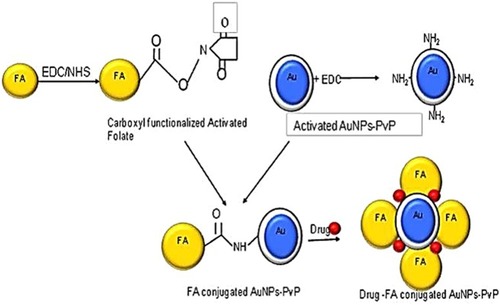 Scheme 1 Schematic representation of folic acid–curcumin–gold–polyvinylpyrrolidone nanoparticles (FA–CurAu-PVP NCs) with layer-by-layer assembly.