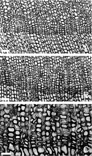 Fig. 9 Araucarioxylon protoaraucana Brea. A–C, Growth rings in transverse section. Scale bars: A–B = 100 μm; C = 60 μm. Note that growth direction is towards the bottom of each illustration.