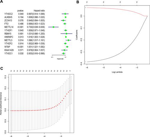 Figure 4 Identification of risk signature based on m6A RNA methylation regulators. (A) Univariate Cox regression results (hazard ratio, 95% confidence interval) for the 13 m6A RNA methylation regulators. (B and C) Coefficients from the multivariate LASSO Cox regression. LASSO: least absolute shrinkage and selection operator.