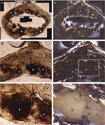 FIGURE 2. Transverse thin section of lesser Japanese mole (Mogera imaizumii) left humerus prepared by the method of Urano et al. (Citation2019: see the heading Conventional Thin Sectioning Method). A, C, E, transmitted, and B, D, F, polarized light microscopic images. The asterisk (*) indicates the heme pigment distributed in the bone. The directions of bone are above, anterior; right, medial; left, lateral; and bottom, posterior. Abbreviation: ca, canal. The field widths equal 5.59 mm (A, B), 2.15 mm (C, D), and 845 μm (E, F).