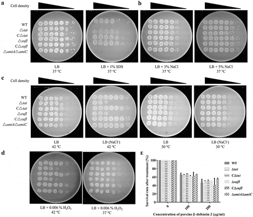 Figure 6. Stress response assay. (a). SDS resistance.