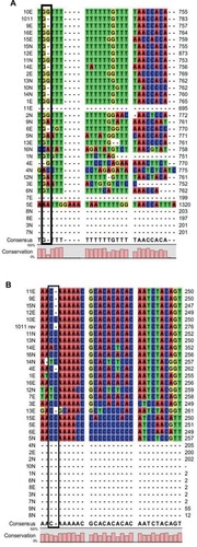 Figure 2 Analysis of G-156GG base mutation.