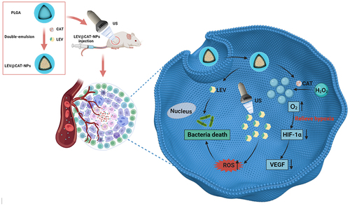 Scheme 1 Scheme illustration of ultrasound-mediated LEV@CAT-NPs for sonodynamic therapy in a mouse model of subcutaneous tuberculosis granuloma infected with BCG.