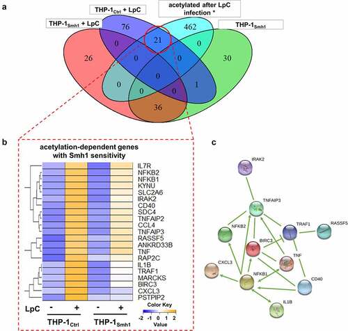 Figure 3. Expression of Smh1 in THP-1 cells leads to loss of induction of key pro-inflammatory genes. (A) Logic distribution of significantly (padj <0.05) upregulated genes in the indicated conditions in comparison to infected control (THP-1Ctrl + LpC). Data on acetylated genes after LpC infection were taken from Du Bois et al. 2016 (*) [Citation17]. Expression data for every section is provided in Table S2. (B) the 21 transcripts that fail to be regulated significantly in THP-1Smh1 cells are shown with their z-scores computed on normalized read counts from DeSeq2. (C) Ingenuity Pathway Analysis (IPA) revealed the interaction of 11 among the 21 proteins found to be acetylated after LpC infection which are also upregulated on transcript level in infected control cells but not in infected THP-1Smh1 cells. IPA filters were set to include only experimentally observed or high-confidence predicted interaction partners. Interaction types between nodes are provided in Table S3. Node aesthetics are from StringDB.