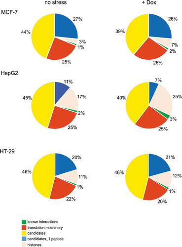 Figure 1. Distribution of proteins that bind to the P1-initiated 5ʹ-terminal region of p53 mRNA identified for untreated and doxorubicin-treated MCF-7, HepG2 and HT-29 cells.