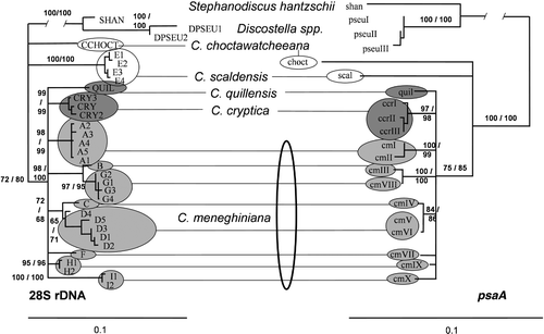 Fig. 1. Phylogenies of the nuclear 28S rDNA (left) and plastid encoded psaA (right) variants. Trees were calculated by bootstrapping the alignments in 1,000 replicates and calculating neighbour-joining (NJ) trees with maximum-likelihood (ML) distances using the best-fit models chosen by the Akaike Information Criterion. Branches recovered with less than 60% bootstrap support were collapsed into polytomies, and branch lengths were estimated on the collapsed trees using ML. Lines connecting groups of 28S rDNA and psaA variants indicate that the corresponding variants were found in the same group of strains. A single co-occurrence is not shown, that of 28S rDNA variant D1 and psaA variant cmI, in the possibly non-clonal or hybrid strain G184 (see Beszteri et al . Citation2005a ). The trees were rooted using sequences from Stephanodiscus hantzschii (SHAN, shan) and the Discostella (DPS EU, dpseu) strains (see Table 1 for rDNA and psaA variants found in strains) as outgroups. Numbers indicate bootstrap support from the NJ and maximum parsimony analyses.