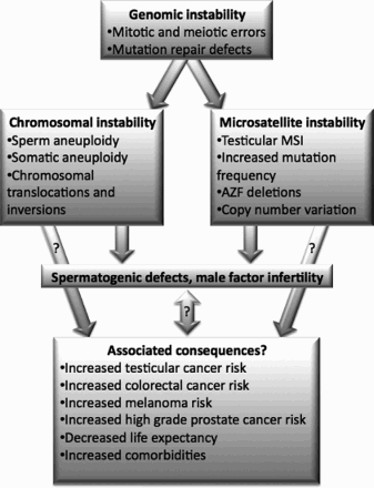 Figure 1.  Proposed model for the involvement of genomic instability in male infertility. Two broad classes of genomic instability include CIN and MSI. Evidence for the involvement of CIN in male infertility include the observations of increased incidence of somatic and germline aneuploidy rates and increased chromosomal translocations and inversions in infertile men. Evidences for the role of MSI in male infertility include the established importance of AZF deletions, data indicating increased MSI in testicular tissue from idiopathic azoospermic men, increased testicular tissue mutation rates, and the involvement of CNVs in male infertility. Potential consequences of genomic instability on infertile men are included in the lower tier. Importantly, the link between these factors and CIN and MSI is theoretical and has not been demonstrated experimentally. Abbreviations: CIN: chromosome instability; CNV: copy number variation; MSI: microsatellite instability.