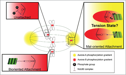 Figure 1. Centromere vs. pole-based error correction. Attachment factors such as the Ndc80 complex are phosphorylated at unattached kinetochores by centromere (CEN)-based aurora B kinase (ABK). Biorientation produces tension that opposes CEN-based error correction by spatially positioning attachment factors away from the centromere and into a zone of lower ABK activity. Mal-oriented kinetochore attachments, regardless of their tension state, are phosphorylated by aurora A kinase (AAK) in the vicinity of spindle poles. Once polar kinetochores become tensionless or detached, they are likely hyper-phosphorylated by ABK and AAK working in concert.