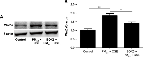 Figure S4 Expression levels of Wnt5a analyzed by Western blot.Notes: (A, B) Cells preincubated with BOX5 (200 μM) or vehicle (PBS) for 1 hour, then exposed or unexposed to PM2.5 (100 μg/mL) + CSE (10%) for 24 hours (qualitative and quantitative Western blot, β-actin as loading control). Data expressed as mean ± SD. *P<0.05; **P<0.01.Abbreviations: PM2.5, particulate matter ≤2.5 μm; CSE, cigarette-smoke extract.