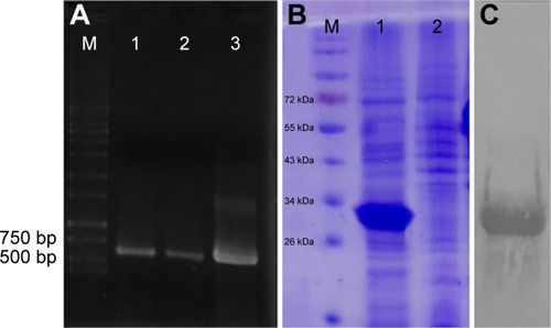 Figure 1 PCR product, SDS-PAGE and Western blotting of Omp31.Notes: A PCR product of Omp31 gene (lanes 1–3) followed by agarose gel electrophoresis (A). Expression analysis of recombinant Escherichia coli. After induction with IPTG, the rOmp31 protein produced by recombinant cells was analyzed by SDS-PAGE (B). Lanes 1 and 2 show the induced and uninduced cell lysates of rOmp31 expressing E. coli cells, respectively. Western blot analysis of purified Omp31 with anti-His tag monoclonal antibody (C). 96 dpi (720*451).Abbreviations: IPTG, isopropyl β-D-1-thiogalactopyranoside; PCR, polymerase chain reaction; Omp31, 31 kDa outer membrane protein; SDS-PAGE, sodium dodecyl sulfate polyacrylamide gel electrophoresis.