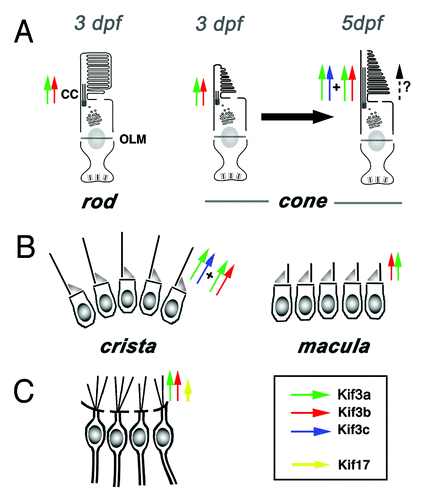 Figure 3. Current understanding of functional relationships between kinesin-2 family motors in vertebrate ciliogenesis. (A) In rod photoreceptors, kif3b is necessary for cilia differentiation and cell survival. In cone photoreceptors, on the other hand, kif3b is necessary for cilia formation at 3 dpf. Somewhat later, at 5 dpf, kif3b and kif3c function largely redundantly in cone cilia formation. kif3c does not, however, entirely compensate for the loss of kif3b function, and vice versa kif3b does not seem to entirely substitute for the loss of kif3c. (B) In the ear, two populations of mechanosensory hair cells display very different requirements for kinesin function: while kif3b is required for ciliogenesis in auditory maculae, kif3b and kif3c function redundantly in the cilia of cristae; either is sufficient to drive ciliogenesis in these cells. (C) In olfactory placodes, both kif3b and kif17 are necessary for normal ciliogenesis. The contribution of kif3b is much more significant, compared with kif17. Based on mouse knockout data, Kif3a is necessary for the differentiation of all cilia, except perhaps in photoreceptor cells, where yet another mechanism may be operational (dashed arrow).