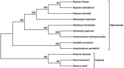 Figure 1. NJ phylogenetic tree based on 12 species chloroplast genomes was constructed using MEGA7.0. Numbers on each node are bootstrap from 1000 replicate. Accession numbers: Papaver rhoeas NC_037831.1; Papaver somniferum NC_029434.1; Papaver orientale NC_037832.1; Meconopsis racemosa NC_039625.1; Macleaya microcarpa NC_039623.1; Hylomecon japonica MK251463.1; Coreanomecon hylomeconoides KT274030.1; Corydalis conspersa MN843953; Lamprocapnos spectabilis NC_039756.1; Paeonia obovata NC_026076.1; Paeonia brownii NC_037880.1; Paeonia rockii NC_037772.1.