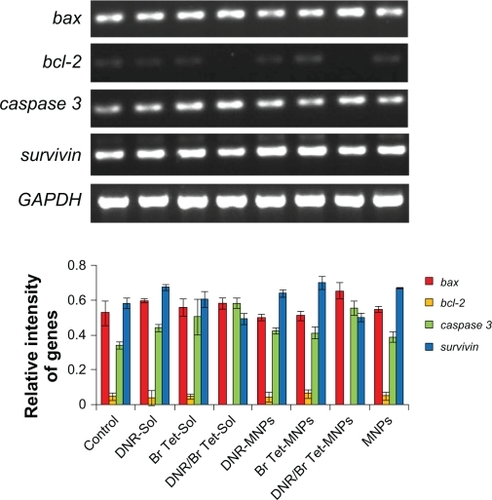 Figure 4 Transcription of apoptosis-associated genes by RT-PCR analysis.Note: Data are presented as means ± standard deviation (n = 3).Abbreviations: DNR-Sol, daunorubicin in solution; DNR/Br Tet-Sol, daunorubicin and 5-bromotetrandrin in solution; DNR-MNPs, daunorubicin in magnetic nanoparticles; DNR/Br Tet-MNPs, daunorubicin and 5-bromotetrandrin in magnetic nanoparticles; MNPs, magnetic nanoparticles; RT-PCR, reverse transcriptase polymerase chain reaction.